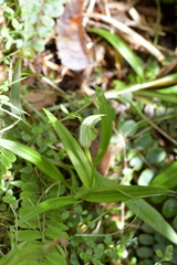 Pterostylis auriculata