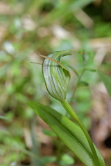 Pterostylis auriculata