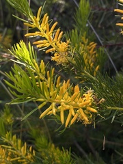 Persoonia acerosa