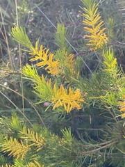 Persoonia acerosa