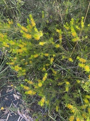 Persoonia acerosa