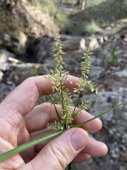 Cyperus pilosus