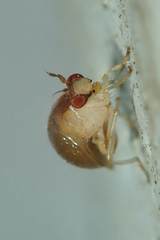 Celyphus difficilis