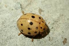 Harmonia sedecimnotata