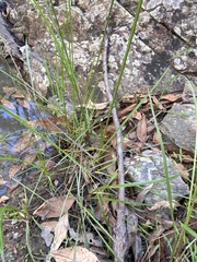 Cyperus pilosus