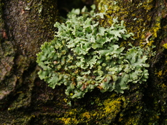 Physcia tenella