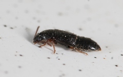 Phyllodrepa