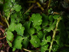 Chelidonium majus