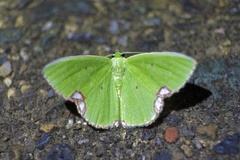 Comibaena procumbaria