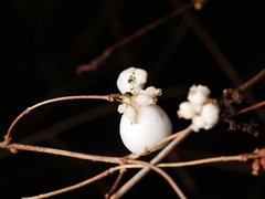 Symphoricarpos albus