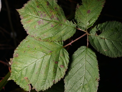 Rubus