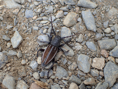 Dorcadion fuliginator