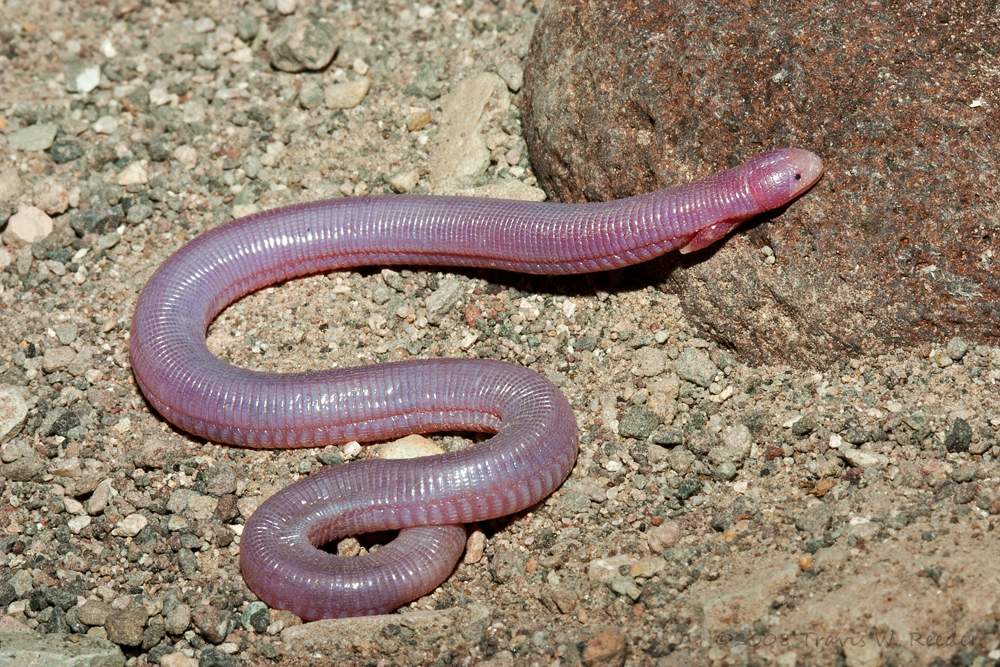 baja worm lizard