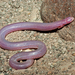 Five-toed Worm Lizard - Photo (c) Travis W. Reeder, some rights reserved (CC BY-NC), uploaded by Travis W. Reeder