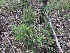 Sophora fraseri