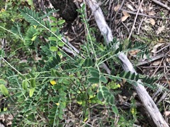 Sophora fraseri