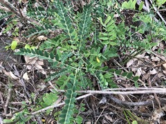 Sophora fraseri