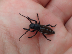 Dorcadion fuliginator