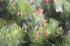 Adenanthos sericeus