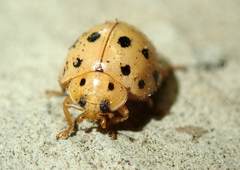 Harmonia sedecimnotata