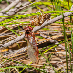 Yoyetta spectabilis