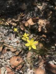 Tricoryne