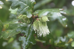 Chorilaena quercifolia