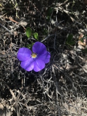 Scaevola calliptera