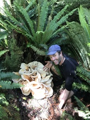Bondarzewia kirkii