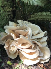 Bondarzewia kirkii