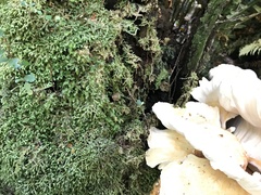 Bondarzewia kirkii