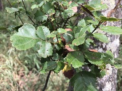 Alectryon subdentatus