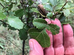 Alectryon subdentatus