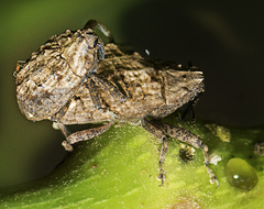 Blepiarda undulata