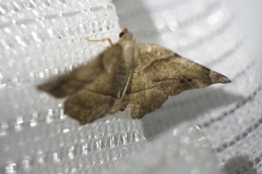 Endropiodes indictinaria