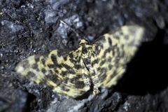 Monocerotesa lutearia
