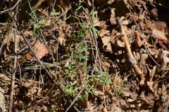 Arenaria montana