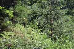 Genista florida