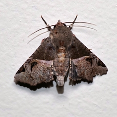 Targalla subocellata