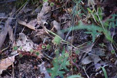 Arenaria montana