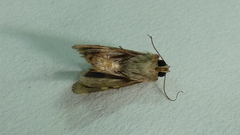 Helicoverpa armigera