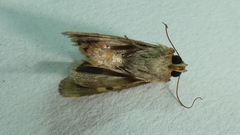Helicoverpa armigera