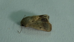 Helicoverpa armigera