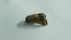 Helicoverpa armigera