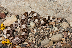 Phyllorhynchus decurtatus