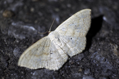 Scopula ignobilis