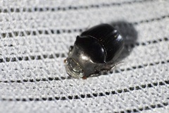 Onthophagus lenzii