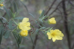 Hibbertia furfuracea