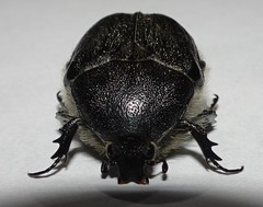 Metallesthes unicolor