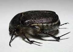 Metallesthes unicolor